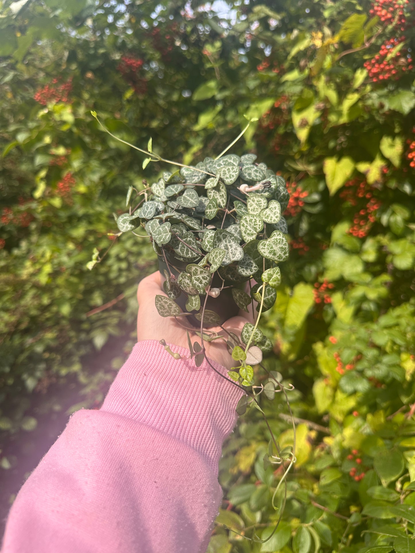 Potted house plant with small heart shaped leaves that trail