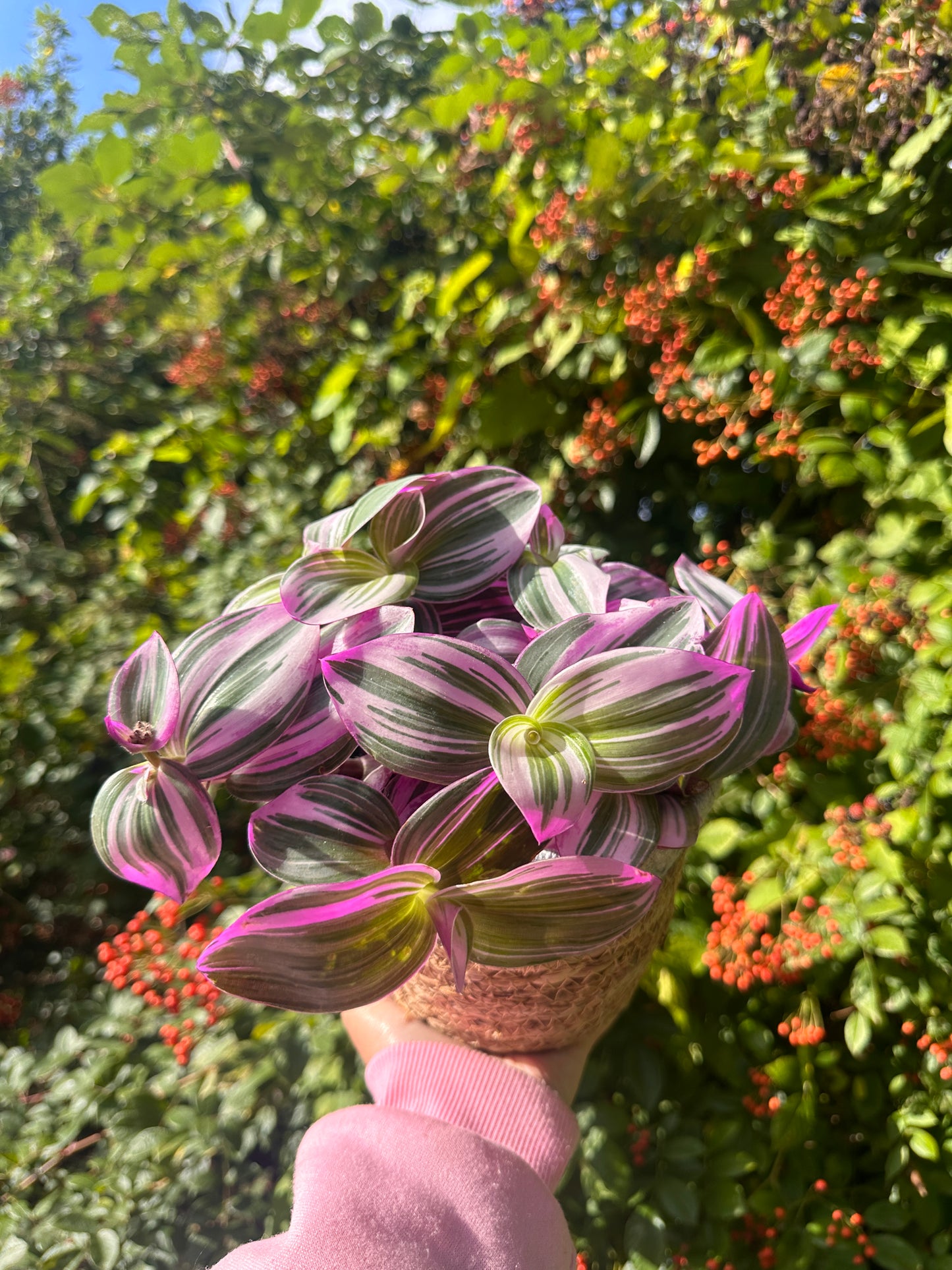 Potted house plant with purple variegated leaves