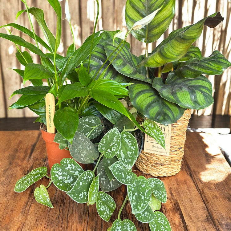 Plants