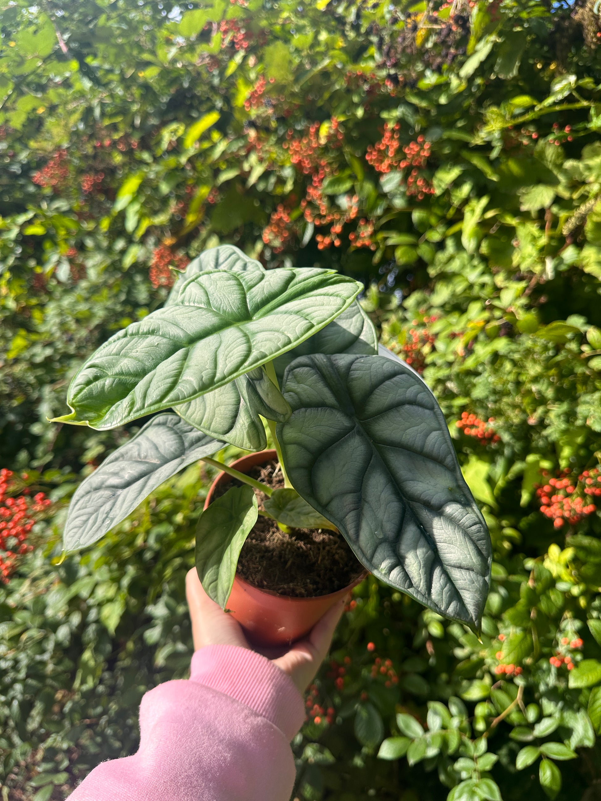 Potted house plant with stunning green leaves