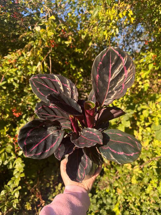 Calathea house plant with dark leaves and variegated pink shades