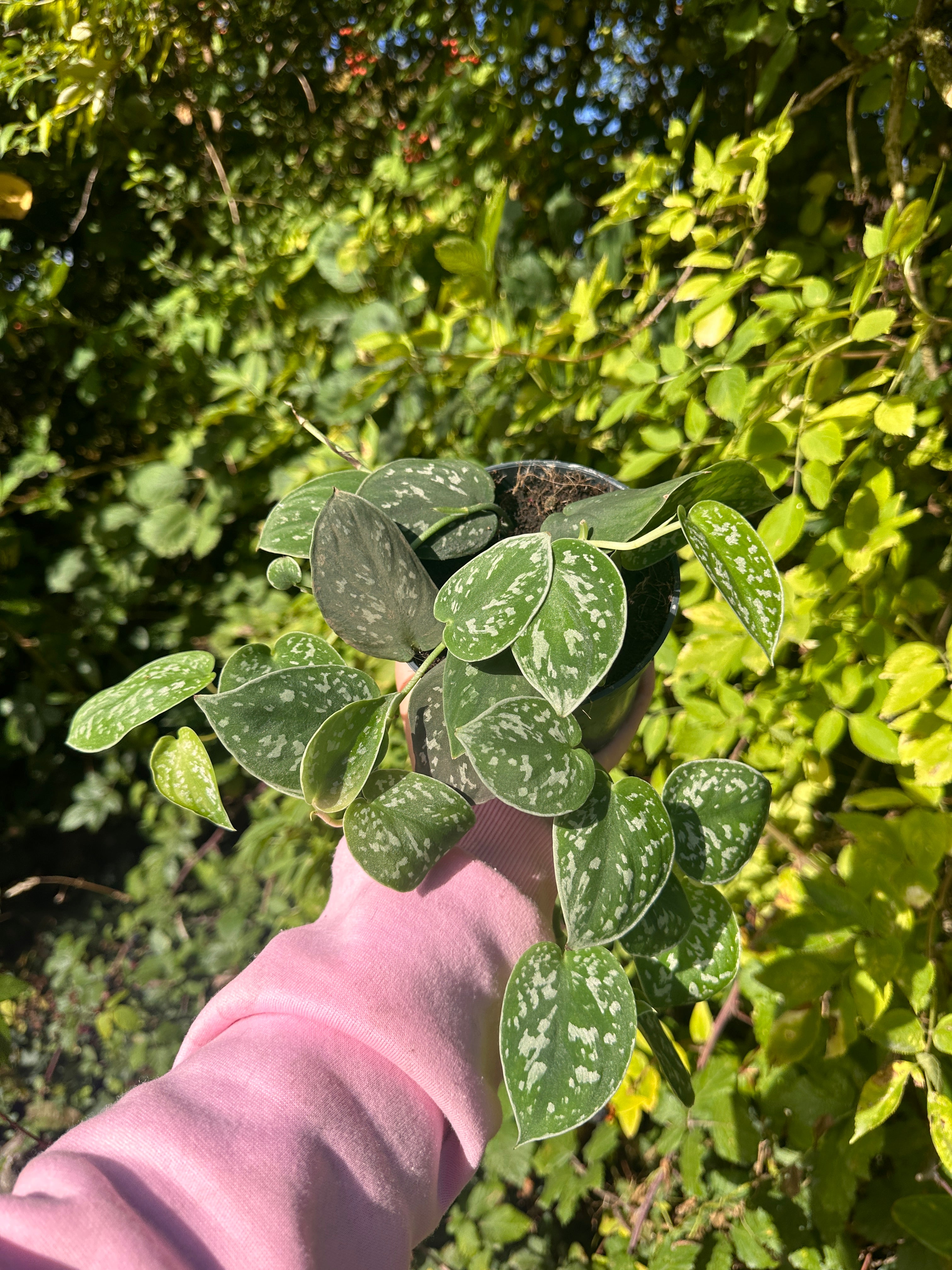 Scindapsus