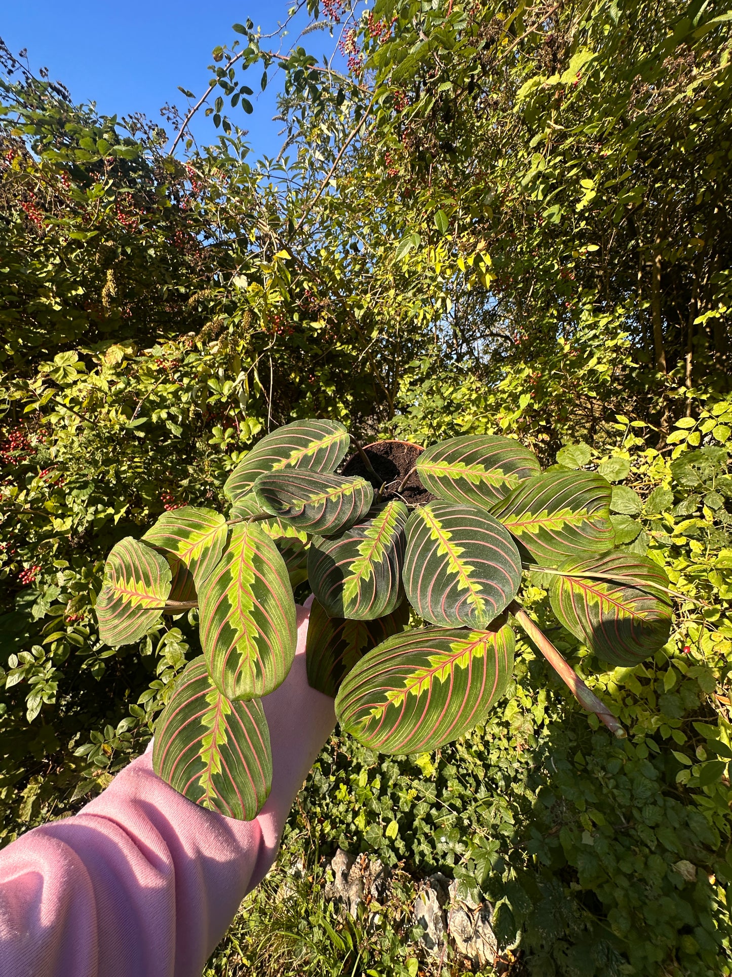 Maranta potted house plant with green variegated leaves.