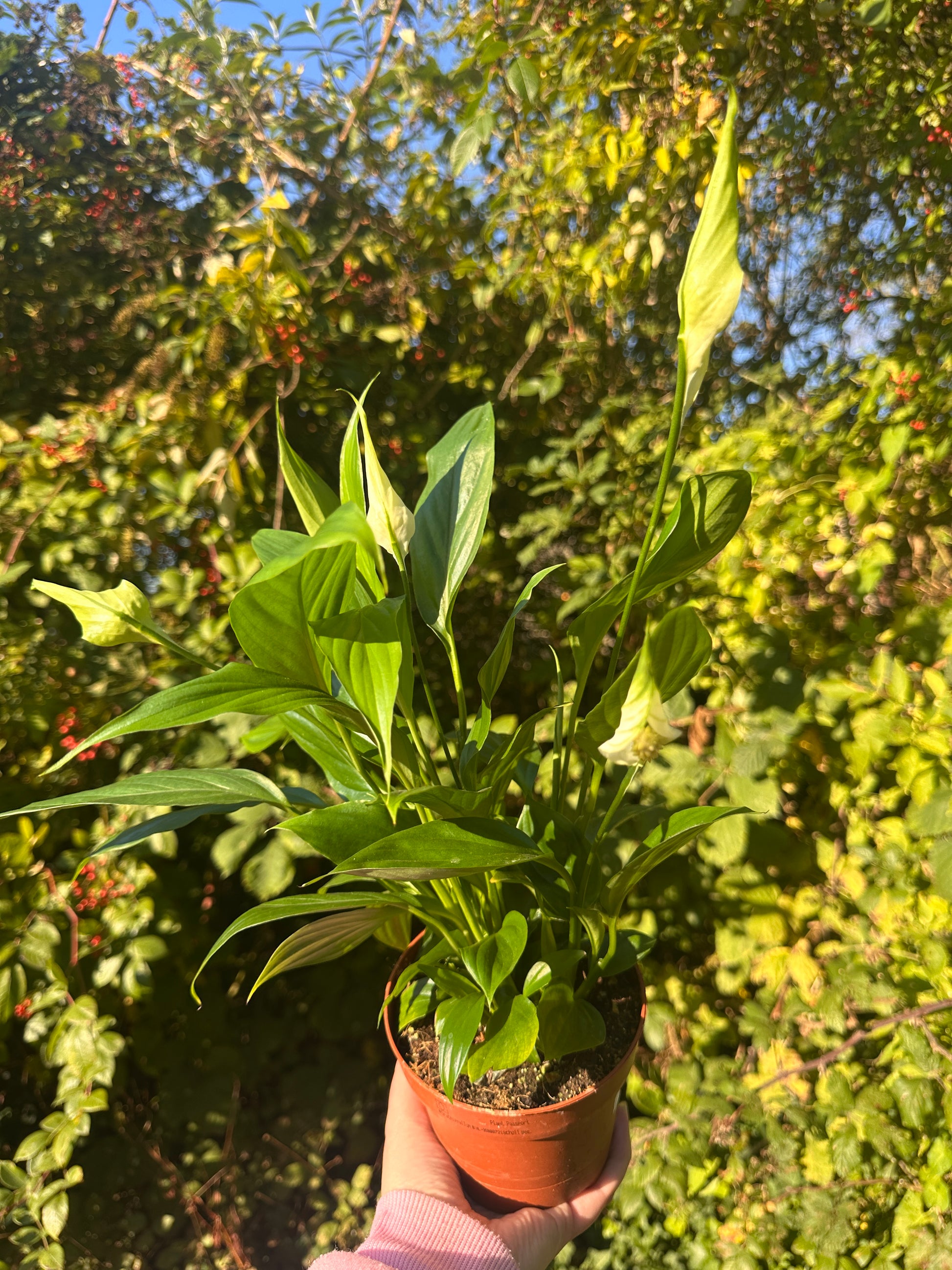 Potted house plant with green leaves and white flowers