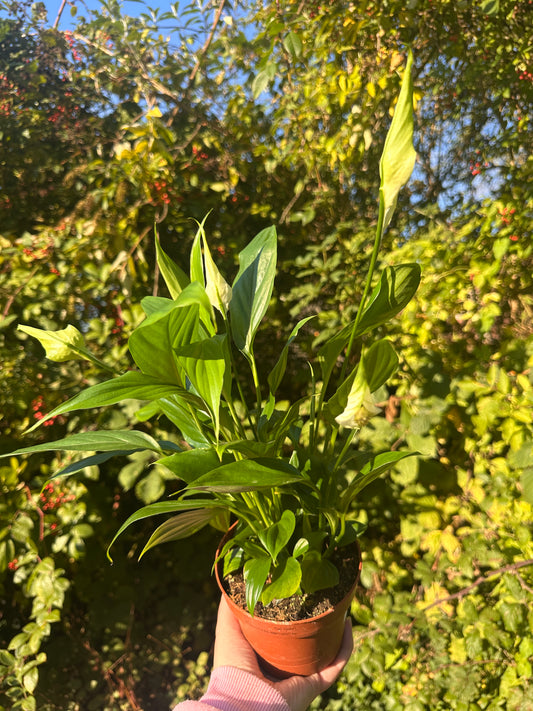 Potted house plant with green leaves and white flowers